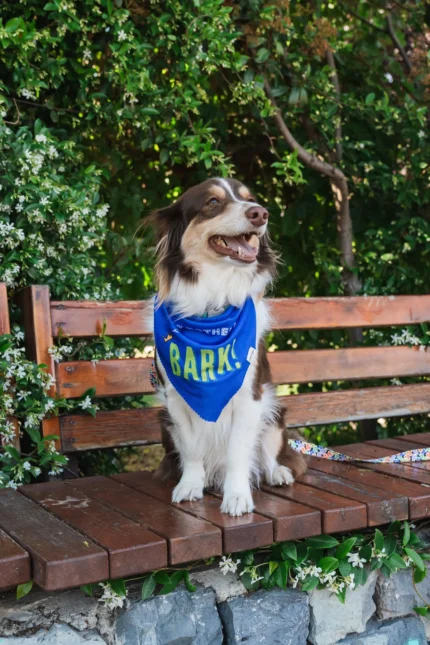 Bark Bark Fular | Köpüürt Pet