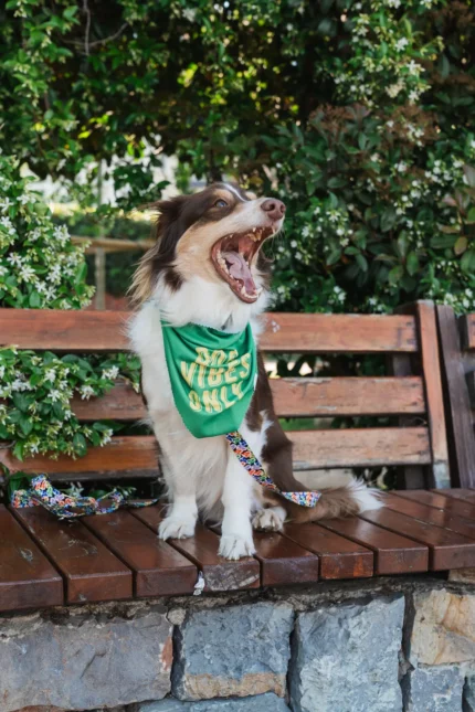 Bark Bark Fular | Köpüürt Pet