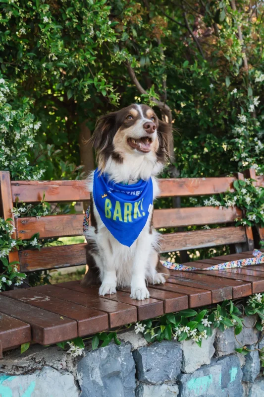 bark-bark-fular-kopuurt-pet5